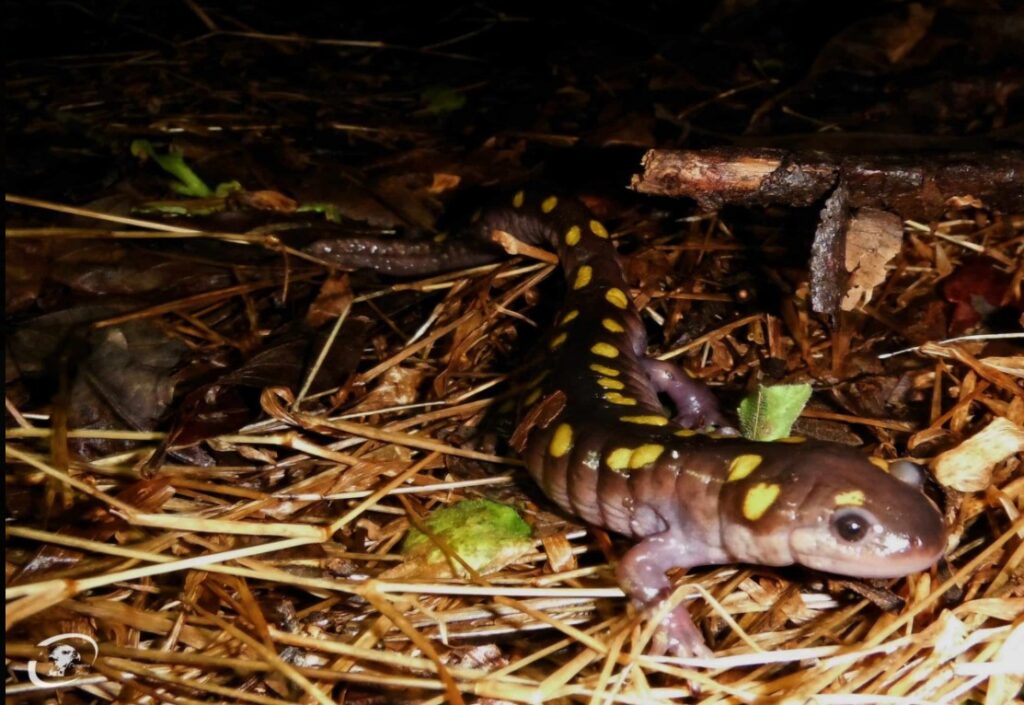 Amphibian crossing guard signs - Bucks County Beacon - This Weekend We Are Urging You to Stay Home: Look What We Found. Otherwise, Go Outdoors. Or Drink Free Beer.