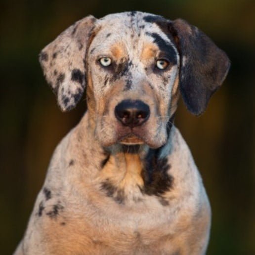 Catahoula Leopard Dog - Bucks County Beacon - Not Just Any Batman, Not Just Any Documentary, Cars, Catahoula Hounds, Femmy Composers