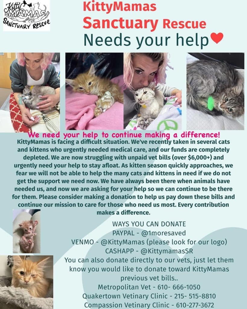 KSMR Needs Help - Bucks County Beacon - Bucks County’s KittyMamas Sanctuary Rescue Needs Help to Keep Saving and Rehoming Abandoned and Neglected Kittens