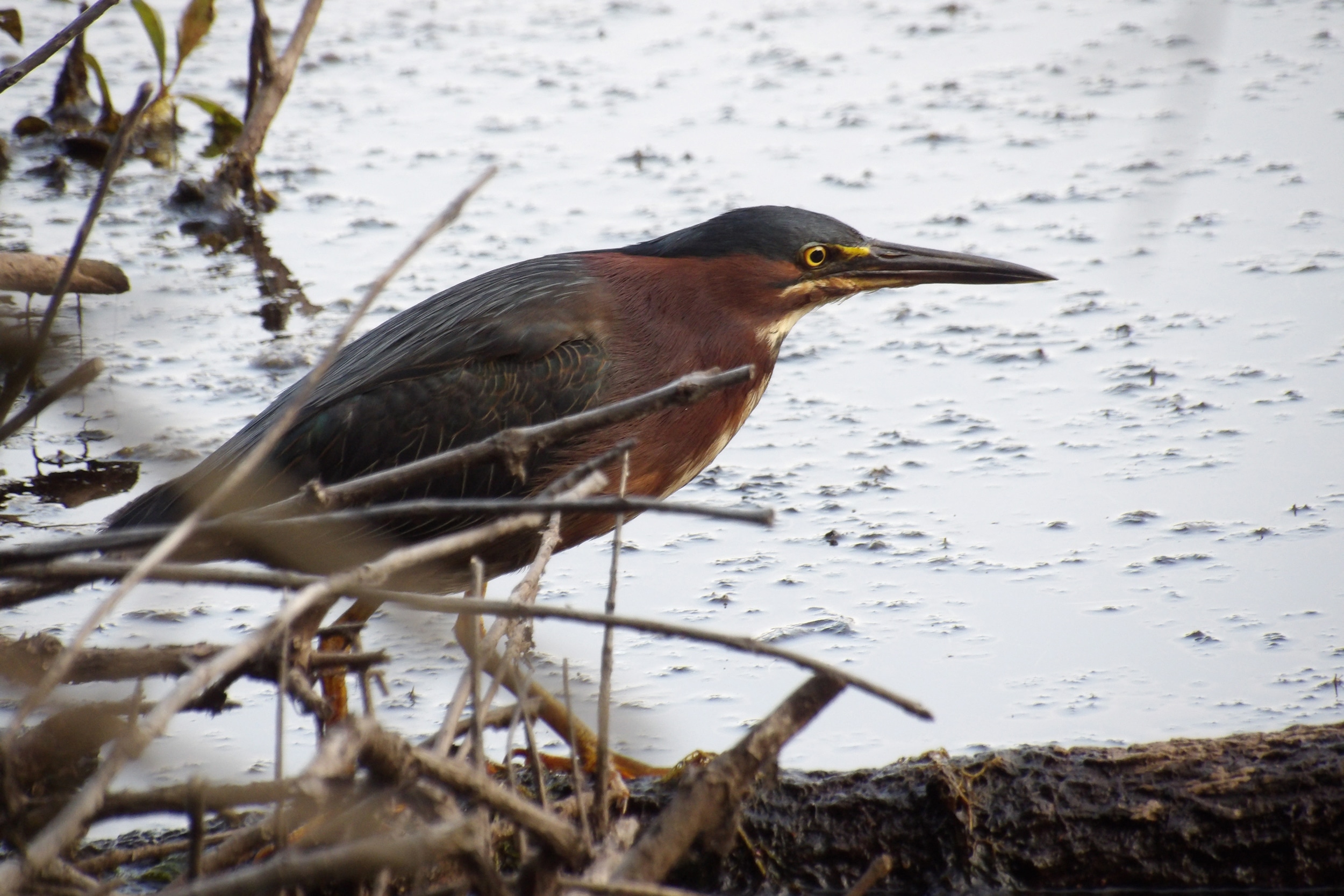 Green heron New Jersey Forest protection - Bucks County Beacon - Led by Gen Z Activists, Community Opposition Mounts to Residential Development Next to South Jersey’s Black Run Reserve