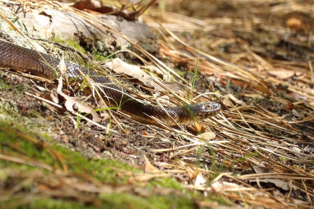 Snake Black Run Reserve 2 - Bucks County Beacon - Led by Gen Z Activists, Community Opposition Mounts to Residential Development Next to South Jersey’s Black Run Reserve