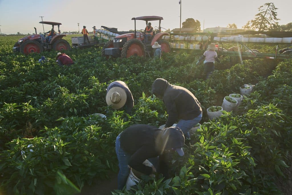 Labor Day Immigrant Labor 2 - Bucks County Beacon - 1.2 Million Immigrants Disappeared From the US Labor Force Under Trump, Preliminary Data Shows