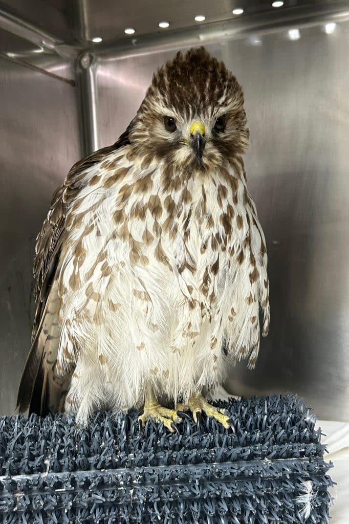 Avian Flu Has Killed Thousands of Birds in the United States. Pennsylvania Is at the Epicenter 1 Hawk Avian Flu - Bucks County Beacon - Avian Flu Has Killed Thousands of Birds in the United States. Pennsylvania Is at the Epicenter
