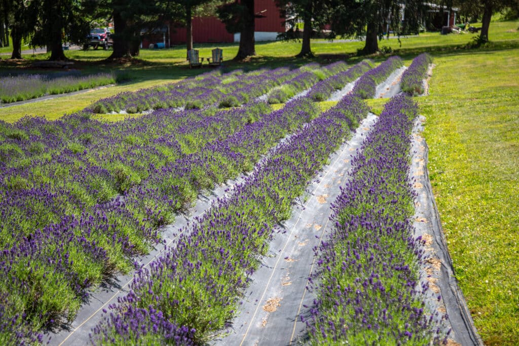 Lavendar Farm Chris Hetrick 1 - Bucks County Beacon - Peace Valley Lavender Farm's Peak Season Approaches