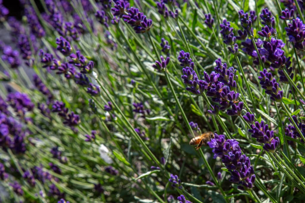 Lavendar Farm Chris Hetrick 3 - Bucks County Beacon - Peace Valley Lavender Farm's Peak Season Approaches