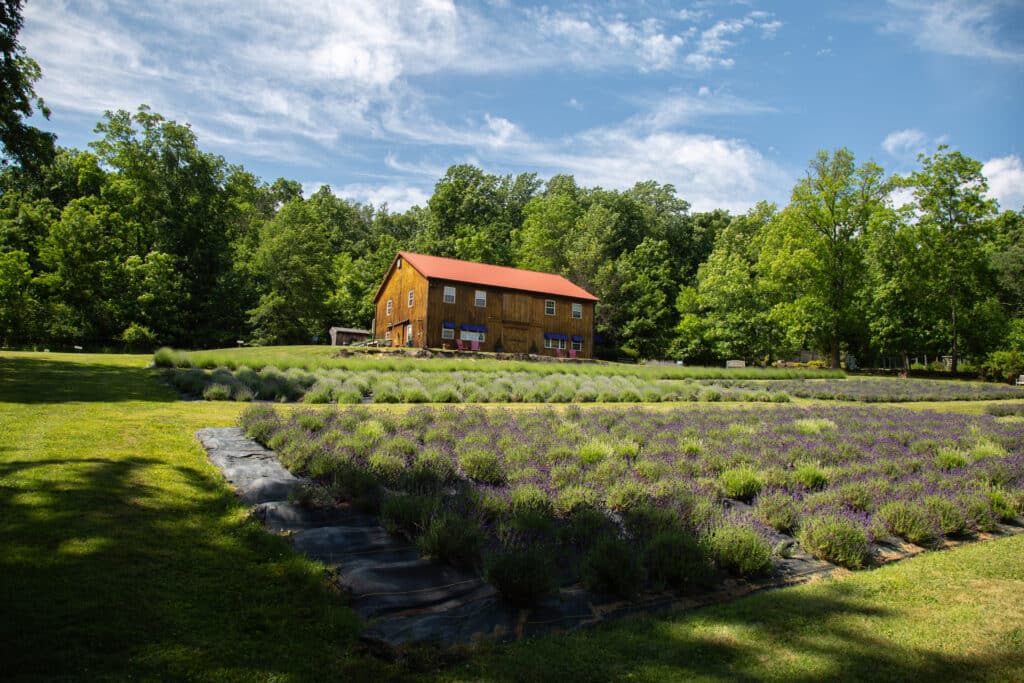 Lavendar Farm Chris Hetrick 4 - Bucks County Beacon - Peace Valley Lavender Farm's Peak Season Approaches