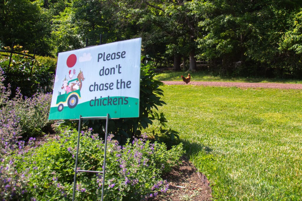 Lavendar Farm Chris Hetrick Chickens - Bucks County Beacon - Peace Valley Lavender Farm's Peak Season Approaches