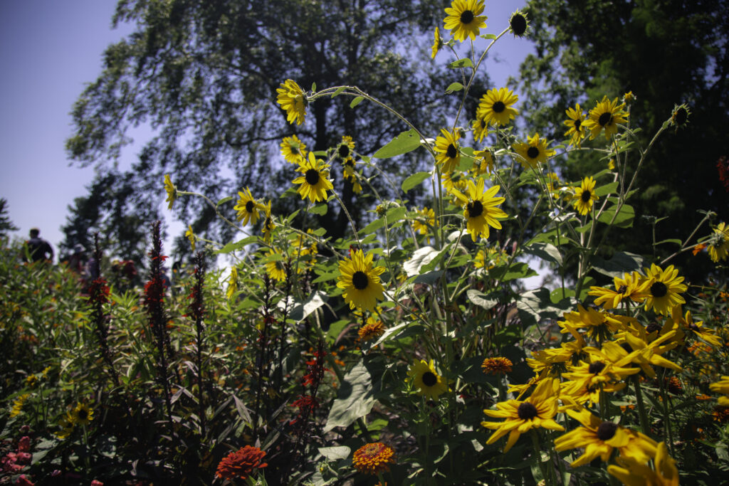 Gardeners and Visitors Celebrate Annual Burpee Open Day at Fordhook Farm 4 Burpee Chris Hetrick 1 - Bucks County Beacon - Gardeners and Visitors Celebrate Annual Burpee Open Day at Fordhook Farm