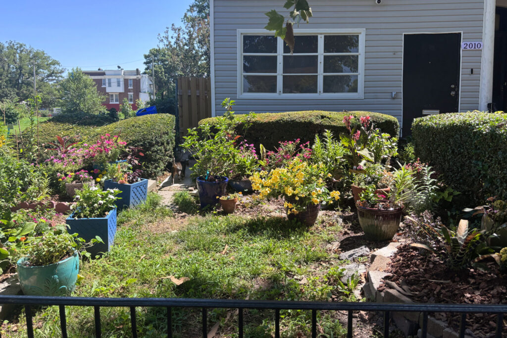 A Green Oasis Grows in North Philadelphia’s Heat Island 4 Estelle Vaughn yard - Bucks County Beacon - A Green Oasis Grows in North Philadelphia’s Heat Island